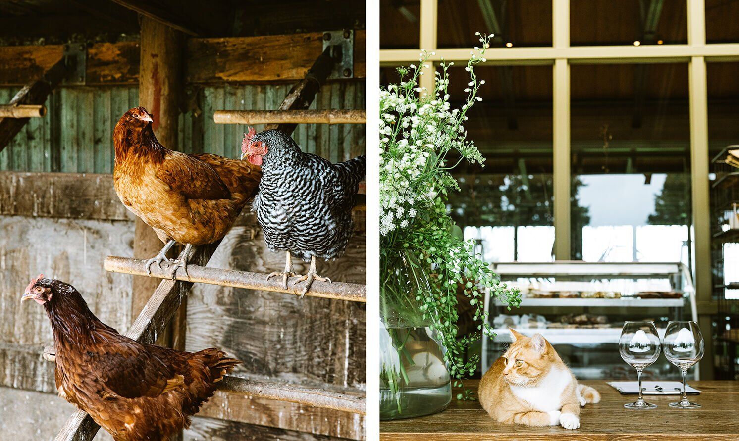 Soter animals
